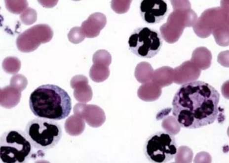 贵阳<a href='http://www.jcswbio.com/' target='_blank'>生物实验</a>中心 贵阳生物实验中心