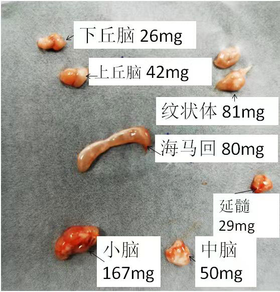 SD大鼠脑组织分区详解